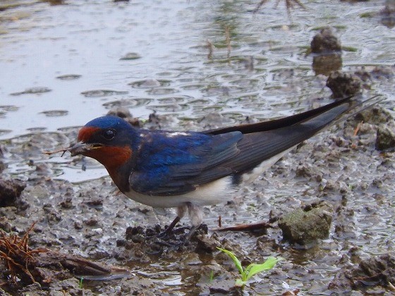 野鳥の会 埼玉 野鳥の鳴き声を楽しもう