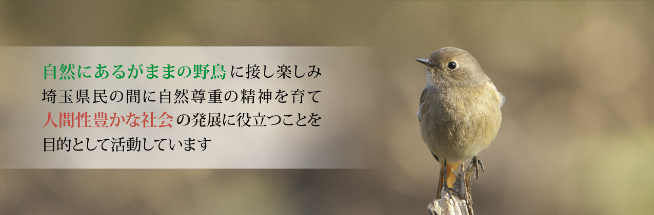 自然にあるがままの野鳥に接し楽しみ、埼玉県民の間に自然尊重の精神を育て、人間性豊かな社会の発展に役立つことを目的として活動しています。